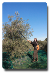 récolte de l'olivier par peigne