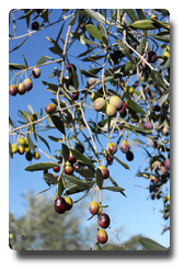 olives pendantes