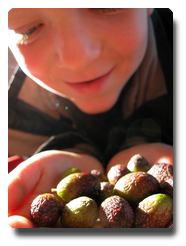 olives à maturité